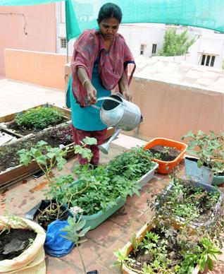 D. Archana waters plants in her terrace garden in Madurai.